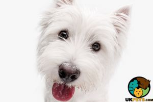 West Highland Terrier Advertisement UK Pets