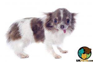 Chihuahua cross puppy