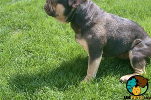 KC Registered Chocolate and Tan French Bulldog For Sale