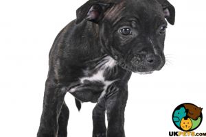 Looking for a staffie puppy