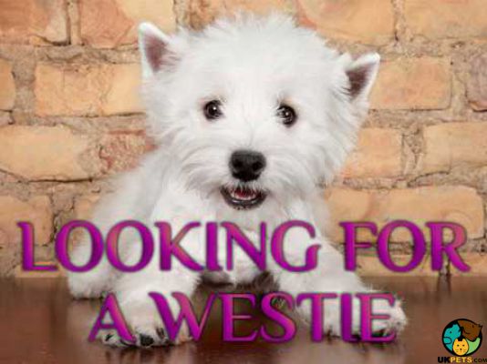 West Highland Terrier Online Ad