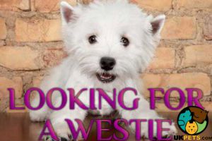 Searching for a westie