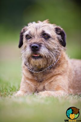 Border Terrier Wanted in the UK