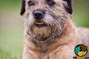 Wanted border terrier