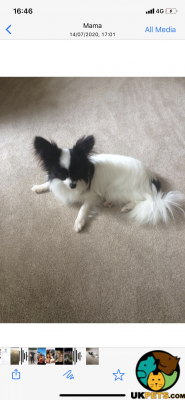 Papillon Dogs Breed
