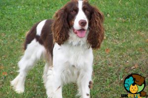 English spinger spaniel wanted