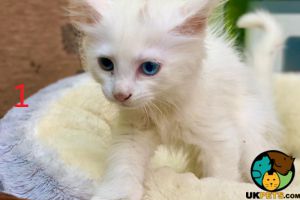 Adorable Ragdoll x Persian Kittens for sale