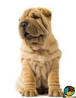 Shar Pei Wanted in the UK