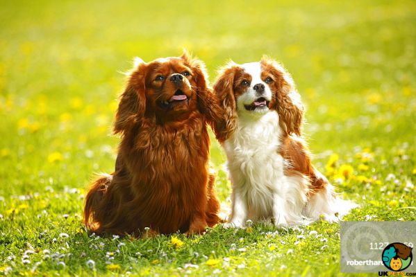 Cavalier King Charles Spaniel Wanted in Great Britain