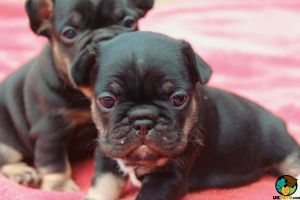 French Bulldog Puppies For Sale kc