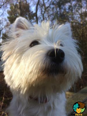 West Highland Terriers for Rehoming