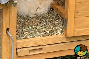 Silkie rooster for sale