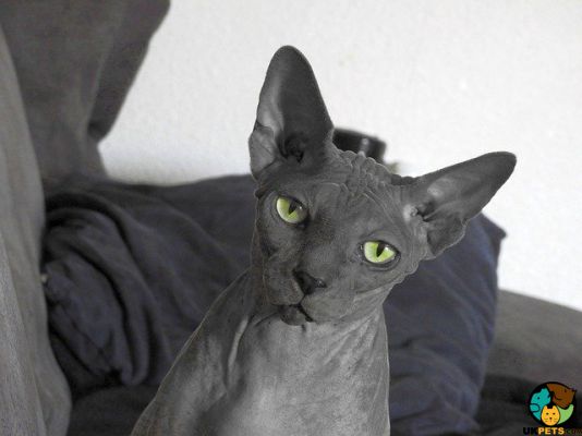 Sphynx Wanted