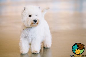 West Highland Terrier Online Ad