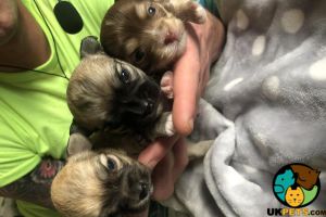 3 beautiful long coat chihuahua puppies for sale
