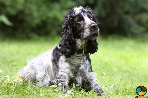 Cocker Spaniel Wanted in Great Britain
