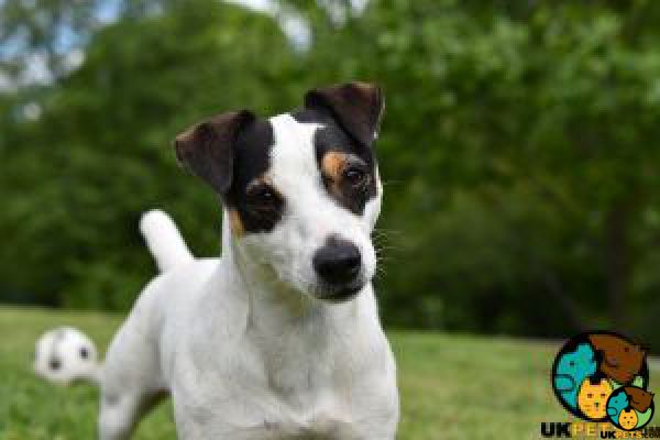 Jack Russell Dogs Breed