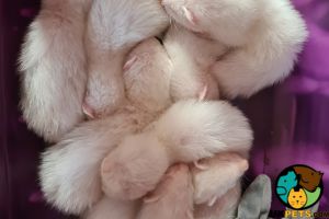 Red eyed Albino ferret kits for sale