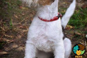 Looking for fox terrier for our family