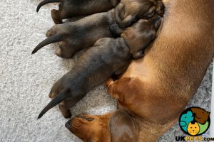 Miniature Dachshund Puppies For Sale
