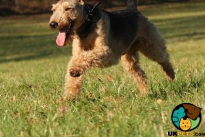 Welsh terrier wanted for family