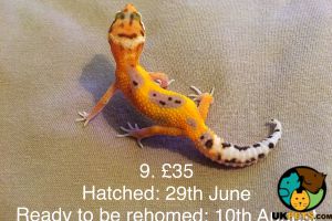 Leopard Gecko For Sale