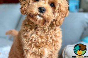 Cavapoo Wanted in the UK