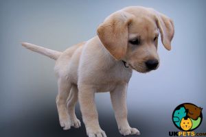 Wanted Male Yellow Labrador