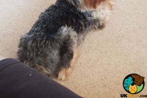 Yorkshire terrier Looking for a girlfriend