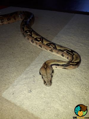 Boa Snake For Sale in Lodon