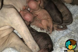 Sphynxes For Sale