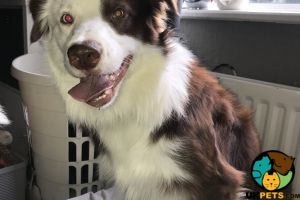 Gorgeous border collie for stud