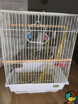 Finch For Sale