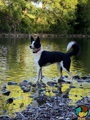 Border Collie Wanted in Great Britain