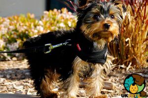 Yorkshire Terrier Wanted in Great Britain