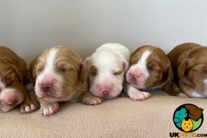 COCKER SPANIEL PUPPIES FOR SALE