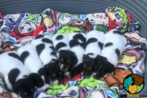 7 beautiful parson Russell puppies for sale