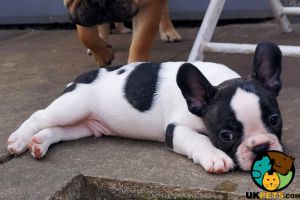 French Bulldogs for Rehoming