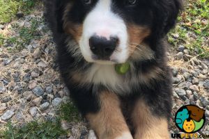 *WANTED* Bernese mountain dog puppy