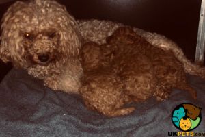 Adorable litter of Red toy poodle KC register and PRA clear