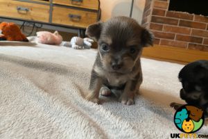 Gorgeous Chorkie puppies for sale