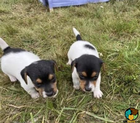 Miniature Jack Russell puppies for sale | UKPets