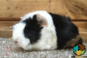 Peruvian guinea pig boys for sale