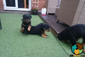 Quality Rottweiler puppy for sale