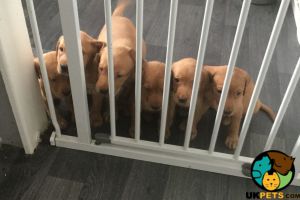 Red Fox Labrador puppies for sale Stunning litter
