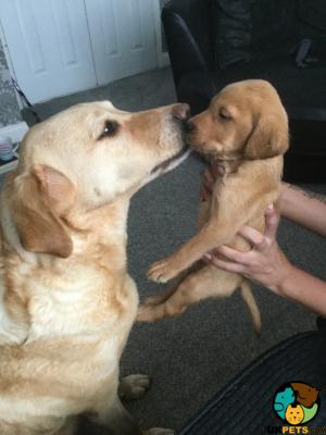 Red Fox Labrador Puppies For Sale Stunning Litter Ukpets
