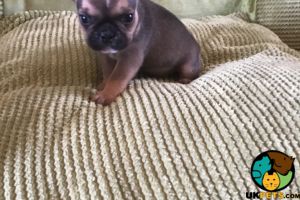 Pedigree french bulldog puppies for sale
