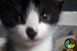 Black and white short haired kitten for sale