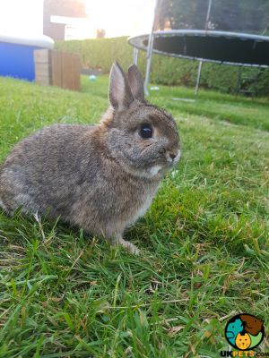 Dwarf Lops