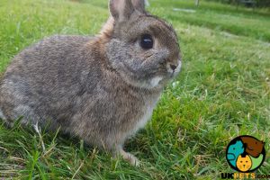 Dwarf rabbit with indoor cage for sale